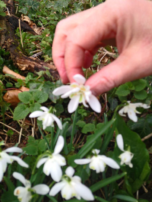 Looking for unusual snowdrops in the wild - Shaftesbury Snowdrops